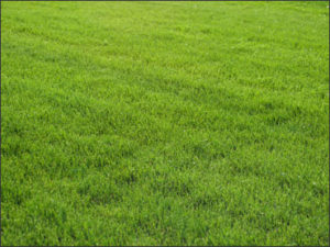 Greenfields Turf, Inc. – specialized sod and lawn grower in the Salinas ...